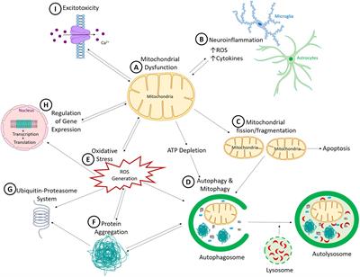 Mitochondria: A Common Target for Genetic Mutations and Environmental Toxicants in Parkinson’s Disease